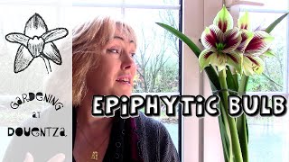 Epiphytic Bulbs  Hippeastrum papilio amp friends amp Competition winner [upl. by Falconer162]