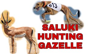 Saluki Hunting Gazelle dog racing [upl. by Penelopa]