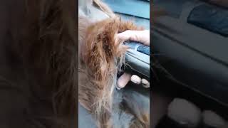 Clipping a thick winter horse coat  The Masterclip VSeries Horse Clipper Smart Lines clipping [upl. by Gans]