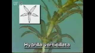 How to identify Hydrilla Hydrilla verticillate [upl. by Eicnarf]