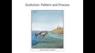 Evolutionary pattern and process [upl. by Nennahs]