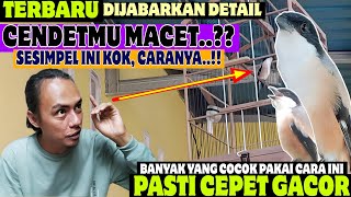 TERBARU TERNYATA CUMA BEGINI ⁉️ CARA BIKIN CENDET MACET BUNYI SUPAYA CEPAT GACOR BONGKAR ISIAN [upl. by Peyton141]