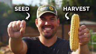 Growing Corn From Seed to Harvest 🌽 [upl. by Hearn]