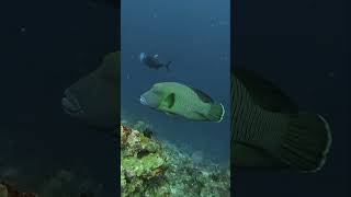 Humphead parrotfish at Sipadan scubadiving parrotfish sipadan [upl. by Ythomit139]