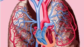 Pulmonary and systemic circulations [upl. by Euqinemod]