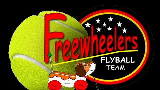 Freewheelers flyball [upl. by Karlotte]