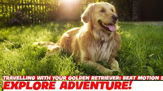 Travelling with Your Golden Retriever Beat Motion Sickness [upl. by Oirelav]