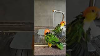 Marianinhas tomando banho Parrots bathing 🛁 bathing birds parrot bathtime aves birdwatching [upl. by Anialeh426]