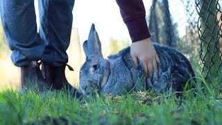 Flemish Giant Binky in the Park [upl. by Duck618]