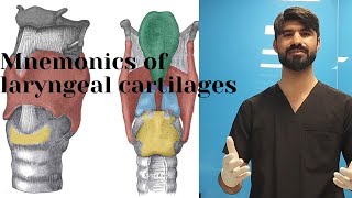 mnemonic of laryngeal cartilages  paired and  unpaired  cartilages  anatomy [upl. by Letsyrc985]