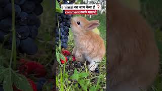 Funny animal ।।funnyshorts funnyshortsanimalshorts [upl. by Sucitivel299]