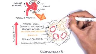 Nephrotic Syndrome  Types and pathology histology [upl. by Ymeon598]