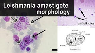 Leishmania amastigote morphology [upl. by Atimed]