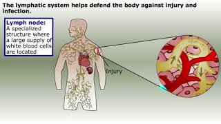 Function of Lymphatic System [upl. by Sundberg834]