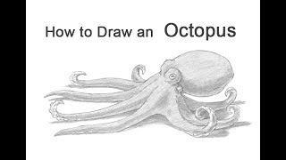 How to Draw an Octopus [upl. by Ilah425]