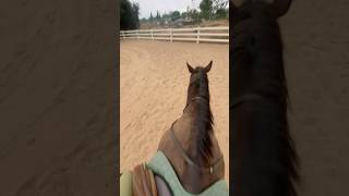 Exracehorse drags a tire for the first time horse horsetraining ottb racehorse [upl. by Wymore]