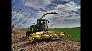 Récolte de miscanthus 2018 en Alsace  Miscanthus Harvest  Miscanthus Ernte  FRANCE [upl. by Mattheus]