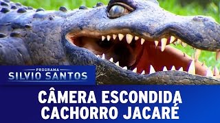 Cachorro Jacaré  Croco Dog Prank  Câmera Escondida 131116 [upl. by Enerol]