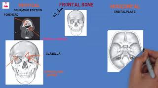 العظم الجبهي  frontal bone [upl. by Carrington129]