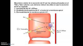 Clase Hormonas Suprarrenales parte III [upl. by Clyve]