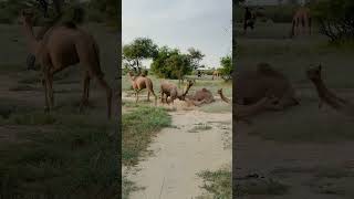 animals travelcamel africansafari camel lion camelcamelcamel shorts ytshorts nature 100 [upl. by Lainad55]