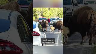 Traffic Stopped for Baby Bison Calf So So Precious [upl. by Annyrb]