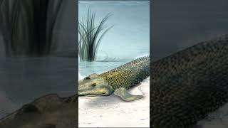 Tiktaalik evolution paleontology paleobiology Tiktaalik [upl. by Carlos]