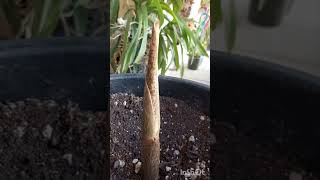 Amorphophallus konjac Begins to Blossom Начало Цветения Αρχιζει να Ξετυλίγει το Λουλούδι [upl. by Hirst822]