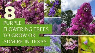 8 Purple Flowering Trees to Grow or Admire in Texas [upl. by Ahsitneuq484]