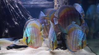 Heckel Blue from Santarem Discus Ltda [upl. by Pinto]