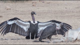 BIRDS OF THE INDIAN THAR DESERT [upl. by Jaddo222]