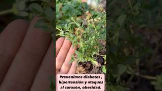 Stevia  Milagro Natural 300 veces más Dulce que el AZÚCAR [upl. by Inaluiak144]