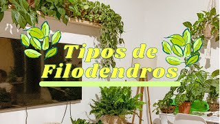 Todos as Plantas Filo que cultivo dentro de casa [upl. by Kerstin]