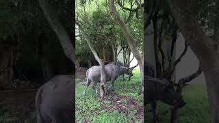 20240930 台北北投國立臺北藝術大學 護校神獸 三隻水牛 22 Taiwan Water Buffalo  Bubalus bubalis x 磨角抓癢 x 北藝大TNUA [upl. by Naillig]