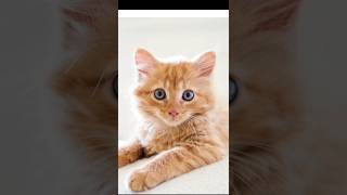 C For Cat 🐱🐱🐱 alphabetletter kidsvideo cat [upl. by Odlanor]