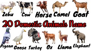 Domestic Animals Name Vocabulary  20 Domestic Animals Name  Domestic Animals Name in English [upl. by Kenny]