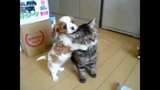 Cavalier king charles puppy vs cat [upl. by Ainoek]