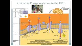 Oxidative Phosphorylation and the Electron Transport Chain [upl. by Song899]