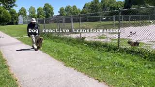 Reactive dog training transformation  Perfect Companion K9 [upl. by Anelak]