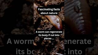 This Worm Regenerates Even When Cut Apart X Nature fact nature worm [upl. by Brodeur539]