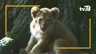 Les animaux du 78  deux nouveaux lionceaux au ZooSafari de Thoiry [upl. by Paula]