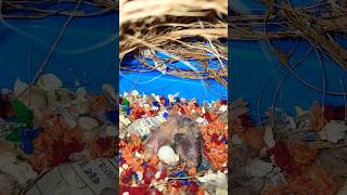 Zebra Finches Breeding Progress  Pineapple Conure shorts zebrafinch pineappleconure [upl. by Okun]