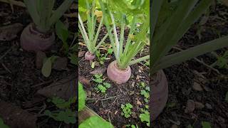 Rutabaga or Swede experiment garden [upl. by Natanoj]