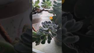 Have You Seen This Variety Of Echeveriacactushouseplants echeveria [upl. by Tanya]