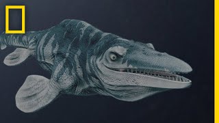 Mosasaurs 101  National Geographic [upl. by Deden]