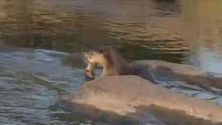 Otter catches fish in river Silky Smooth coated Otter [upl. by Nosreve]