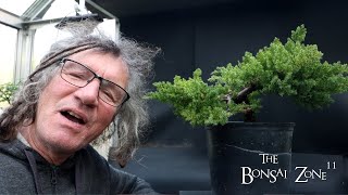 My 50 Dollar Clip and Grow Juniper Round 2 The Bonsai Zone Oct 2024 [upl. by Friedrick]