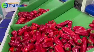 Pepper cleaning drying sorting machine vegetable grader processing equipment for Poblano Chiles [upl. by Nilyad]