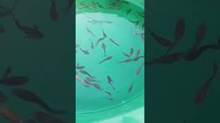 Mixx guppy fish bowl guppy guppyfish guppi aquarium aqua aquariumfish shorts vairalvideo [upl. by Atikat629]