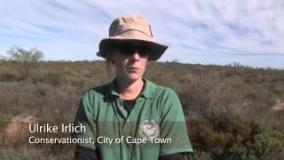 Into the Fynbos  Conserving Biodiversity in the Cape Floristic Region [upl. by Rexer]